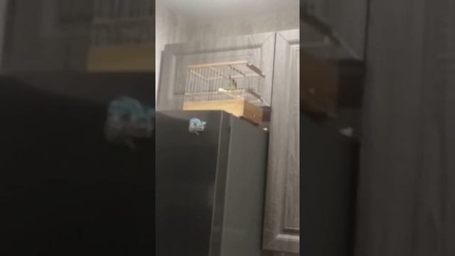 Зелёный кенар. Овсяночного напева смотреть онлайн