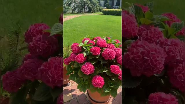 Hot Red hidrangea (гортензия) смотреть онлайн