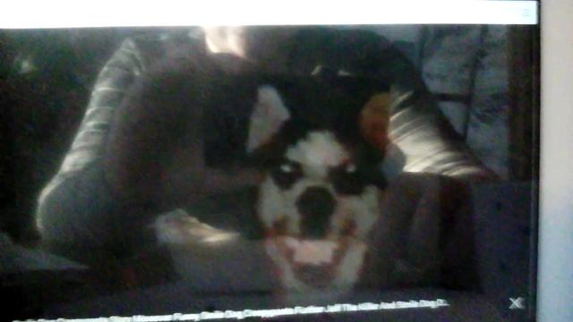 История смайл дога