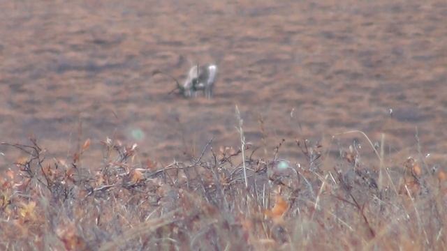 ACTION PACKED! - DIY Alaskan Caribou hunt | S2E03 | Limitless Outdoors смотреть онлайн