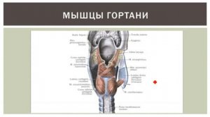 Гортань: строение, функции, кровоснабжение, иннервация, регионарные лимфаузлы