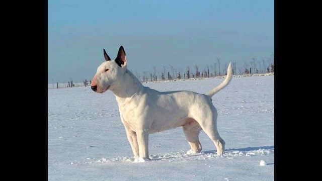 Бультерьер собака! Полное описание о породе! смотреть онлайн