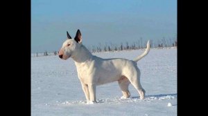 Бультерьер собака! Полное описание о породе!