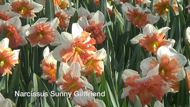 Narcissus Sunny Girlfriend - Narcissus Bulbs From Holland