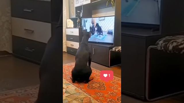 أدي أخرة اللعب مع الحيوانات ج ٣٩🤣الجزء الثاني смотреть онлайн