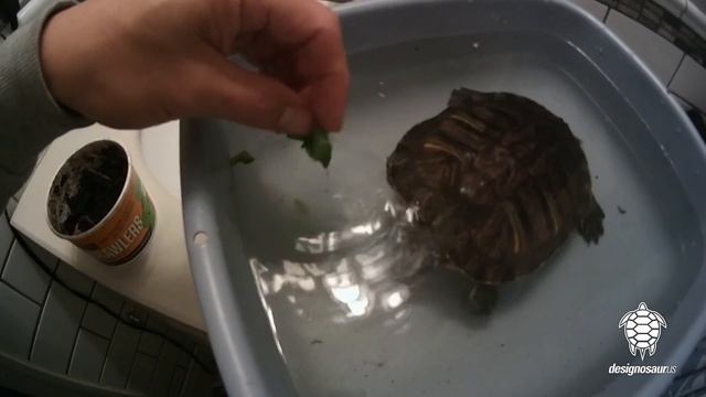 Turtle Tip: Feeding Mustard Greens смотреть онлайн