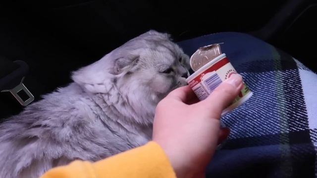 24 часа В МАШИНЕ С КОТАМИ в ГРОЗУ! ЗАГЛОХЛИ БЕЗ БЕНЗИНА! смотреть онлайн