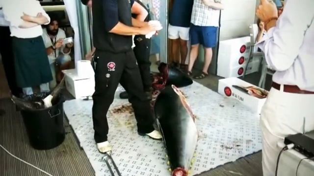 Испания Морепродукты - Разделка и Обработка Тунца Весом 168 кг смотреть онлайн