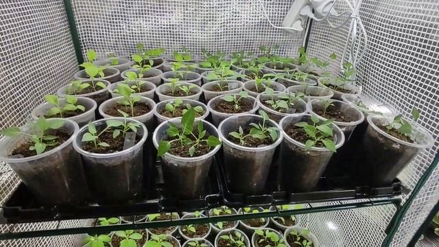 Рассада перца и баклажан после перевалки(пикировки).Важные подкормки после пикировки.Основной уход. смотреть онлайн