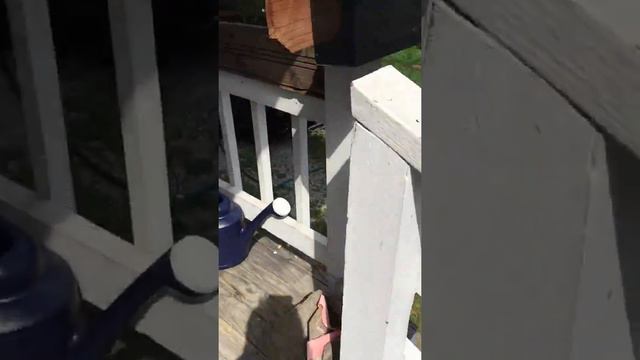 The petunia, natures clock?