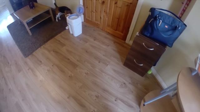 Beagle Dog Is The Best Diaper-Changing Helper