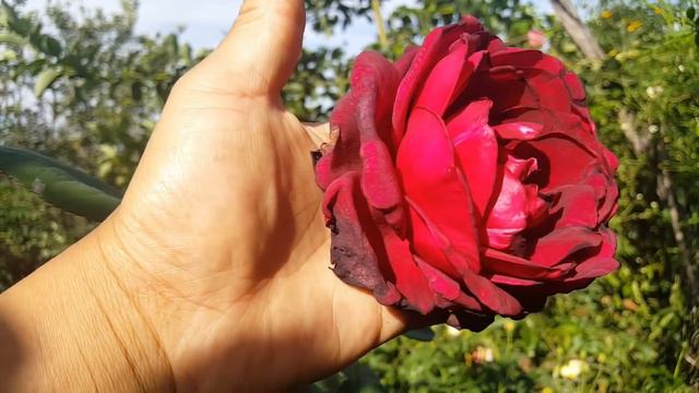 Oklahoma / Swim & Weeks 1964 - rose - rosa - rosier смотреть онлайн