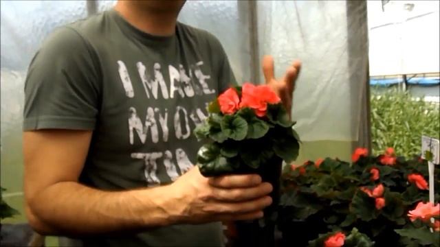Begonia x tuberhybrida ' Deep Rose' - Mély rózsaszín begónia смотреть онлайн
