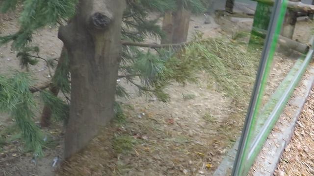 Харзы 09.09.2022. Новосибирский зоопарк им. Р. А. Шило смотреть онлайн