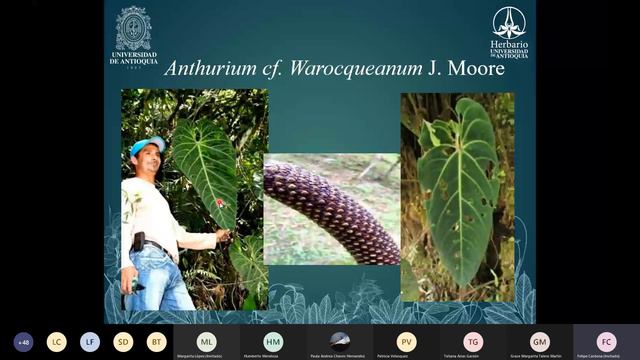 Tejiendo la palabra desde el Tropicario ..."Colombia, el país de los anturios" смотреть онлайн