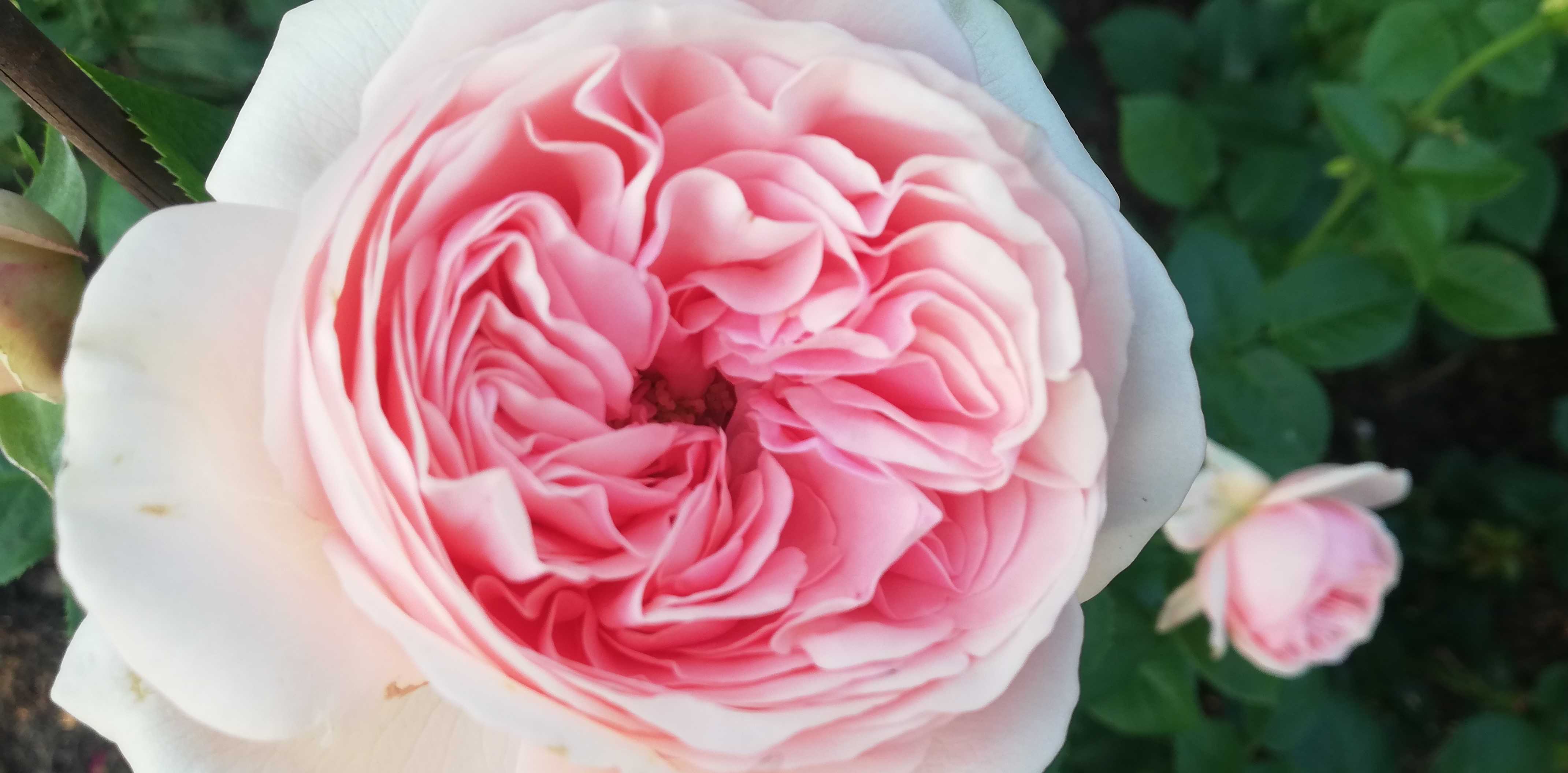 РОЗЫ. ОТВЕТЫ НА ВОПРОСЫ. НАЧИНАЮЩИМ смотреть онлайн