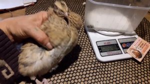 Живой вес ПЕРЕПЕЛА//Помесь двух пород Техасский мясной Феникс золотой