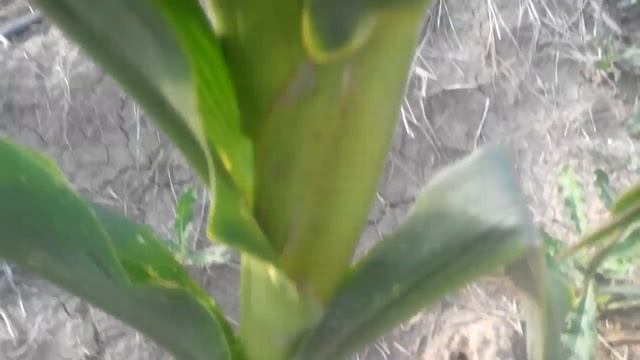 вредители на моей кукурузе смотреть онлайн