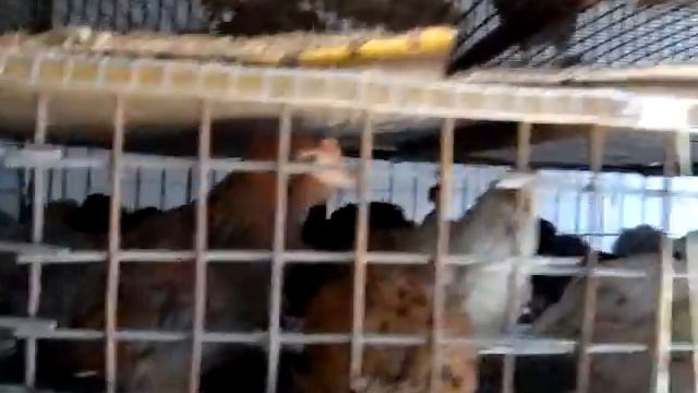 Содержание цыплят в многоярусных клетках в домашних условиях