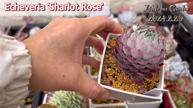 【多肉植物】液肥で活力注入【ガーデニング】 смотреть онлайн