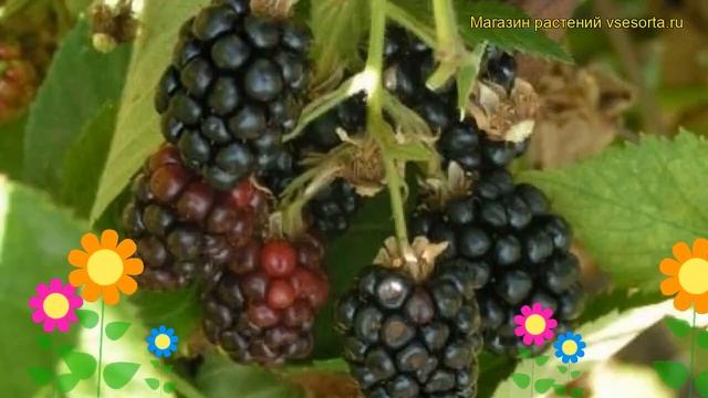Ежевика гибридная Блэк Сатин. Краткий обзор, описание характеристик rubus eubatus Blek Satin смотреть онлайн