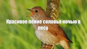 Звук природы.Красивое пение соловья ночью в лесу
