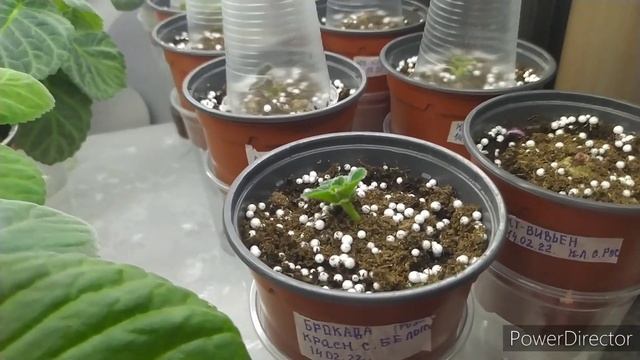 Клубни посадили.Первая подкормка. Глоксинии. смотреть онлайн