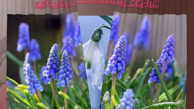 ДОРОГАЯ МАМА c 8 марта! смотреть онлайн