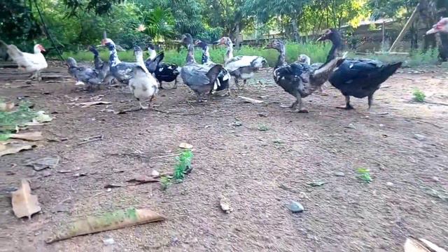 Звуки домашних животных лошади куры коровы смотреть онлайн