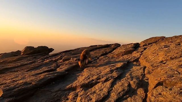 Zorro en la cima del Veleta !! Sierra Nevada смотреть онлайн