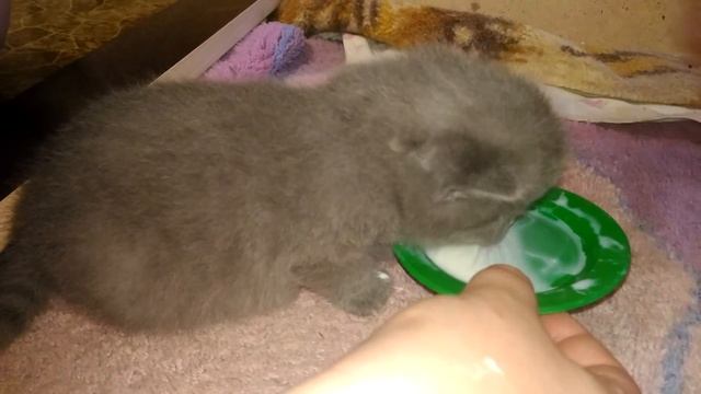 Ксюша с котятами как научить пить молоко кошка и котята смотреть онлайн