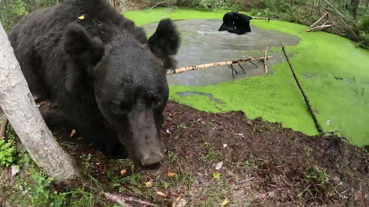 Всем от Дуськи достаётся. смотреть онлайн