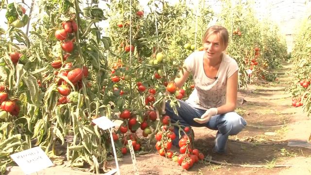 ТОМАТ new смотреть онлайн