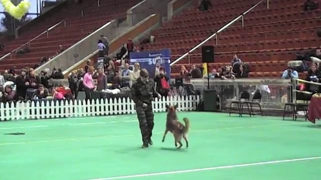 Кондратьва Люба и метис Понька дебют. 1 место. смотреть онлайн