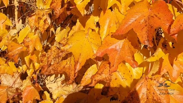 Parthenocissus tricuspidata loubinec trojlaločný смотреть онлайн