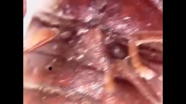 Точильщик хлебный | Под микроскопом | Увеличение 80х