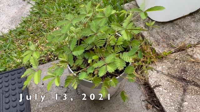 Grow Sensitive Plant (Mimosa pudica) From Seed! смотреть онлайн
