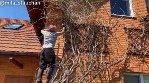 Как правильно ухаживать за Кампсисом на фасаде дома