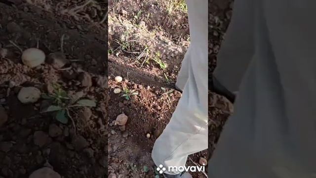 Картофелекопалка спереди без грохота, проходит первое испытания. смотреть онлайн