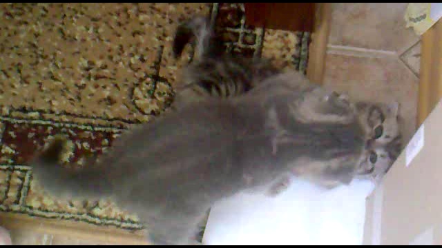 котята1 смотреть онлайн