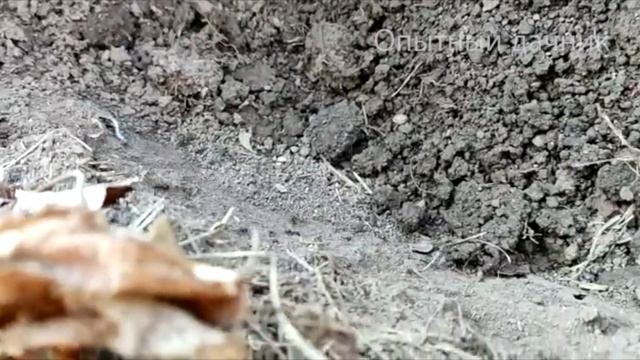 МУРАВЬИ НЕ ЛЮБЯТ ЭТО! 2 Капли и от Муравьев и Следа не Останется! Избавит ОТ МУРАВЬЕВ БЕЗ ХИМИИ! смотреть онлайн