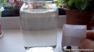 Разведение дафнии в домашних условиях