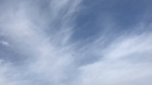 ? Полет Николаевских голубей 2019. Тренируем Николаевских голубей. Николаевские голуби.