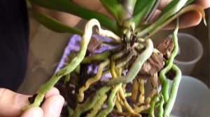 ОРХИДЕИ ПЕРЕСАЖИВАТЬ ОЧЕНЬ ЛЕГКО // подробное видео пересадки фаленопсиса