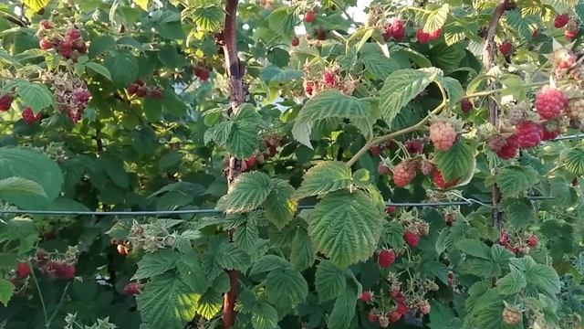 Обзор плодоношения малины Глен Ампл.