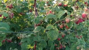 Обзор плодоношения малины Глен Ампл.