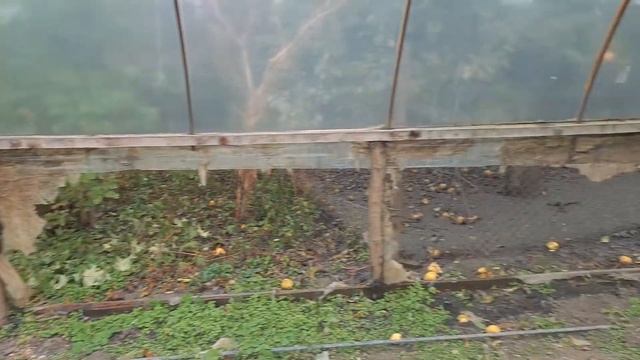 Бюджетная теплица своими руками. смотреть онлайн