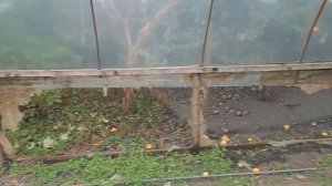 Бюджетная теплица своими руками.