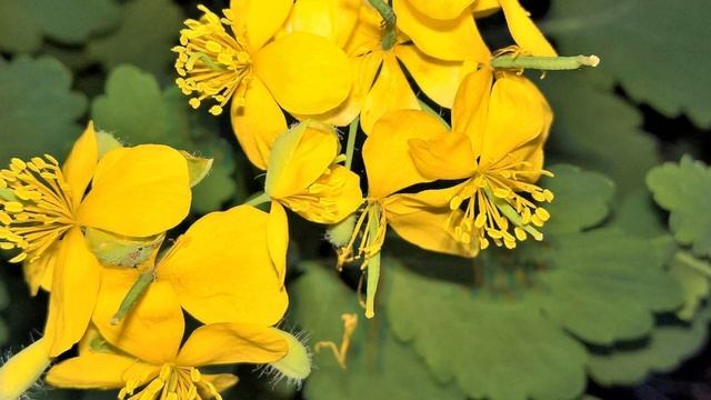 СОХНУТ листья на огурцах? СМОТРИ РЕШЕНИЕ! смотреть онлайн