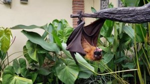 Как Вам летучая собака?